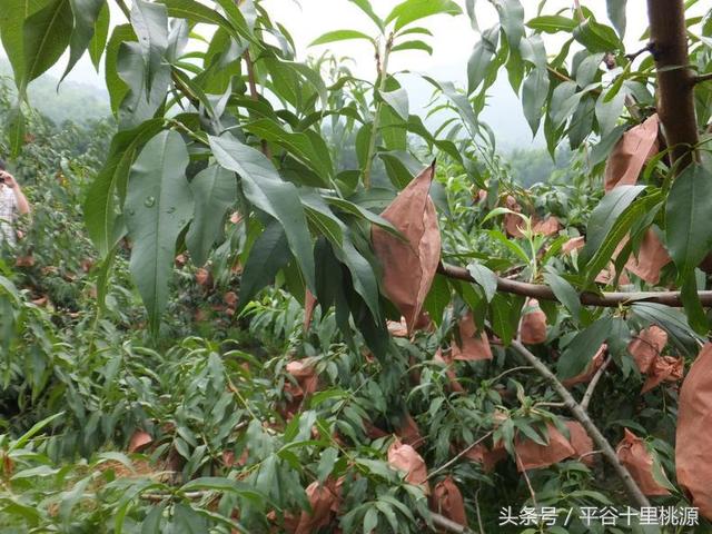 我为家乡的农产品代言—北京平谷大桃
