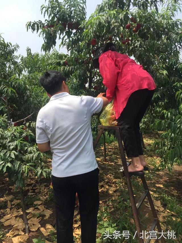 北京平谷哪里的大桃最好吃，哪里的采摘园最好？