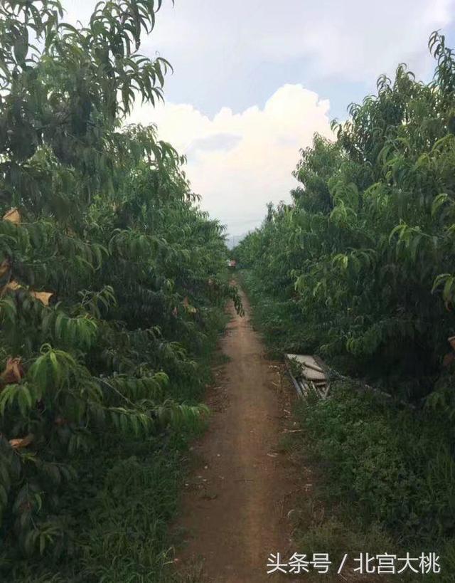 北京平谷哪里的大桃最好吃，哪里的采摘园最好？