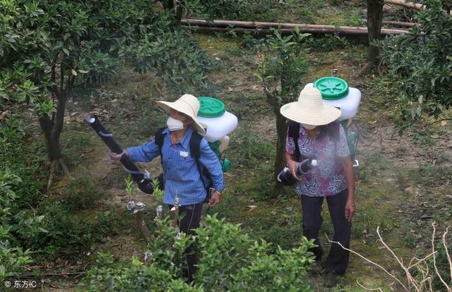 果树病害防治方法很多，别只想着用农药，还有这些方法需要掌握