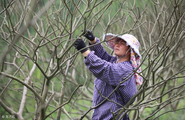 种果树就怕遇到“满树旺条，一树弱枝”，遇到这样的果树该怎么办