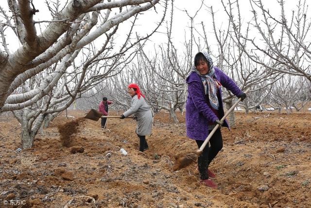 种果树就怕遇到“满树旺条，一树弱枝”，遇到这样的果树该怎么办