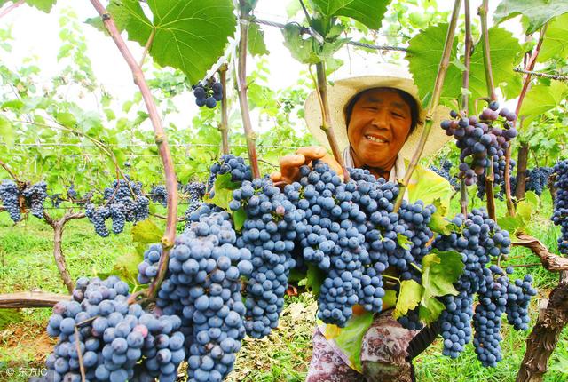 想要发展葡萄产业，现在就可以植苗了，葡萄苗怎样定植才比较好？