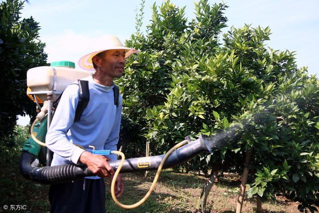 柑橘在采摘果实后该怎么管理？记住这几点，来年还丰产