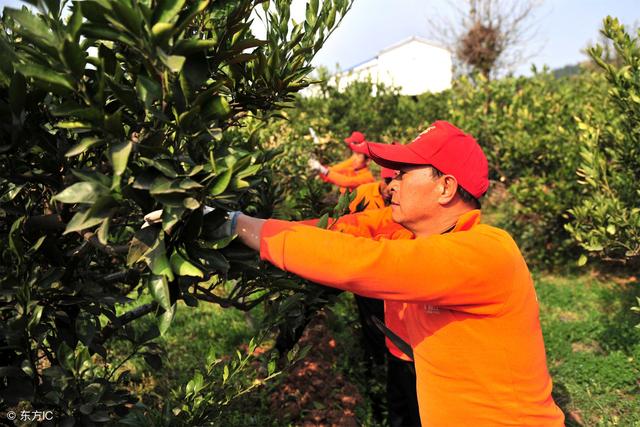 柑橘在采摘果实后该怎么管理？记住这几点，来年还丰产