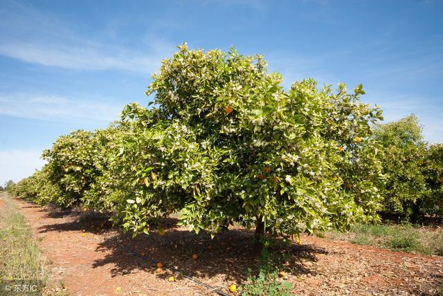 衰老期的柑橘树该怎么修剪？修剪得好，可以让柑橘复壮继续丰产