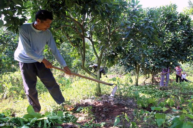 柑橘在采摘果实后该怎么管理？记住这几点，来年还丰产