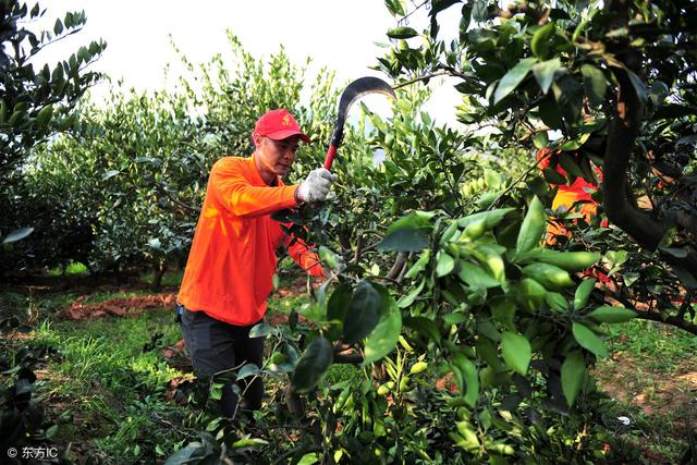 柑橘在采摘果实后该怎么管理？记住这几点，来年还丰产