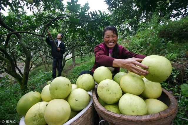确定柚子什么时候采收后，要想明年还丰收，就要记得做好采后管理