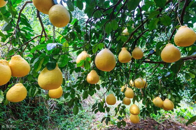 确定柚子什么时候采收后，要想明年还丰收，就要记得做好采后管理