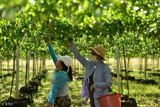 栽植网红果树百香果，如果要丰产丰收，务必要做好这几方面的管理
