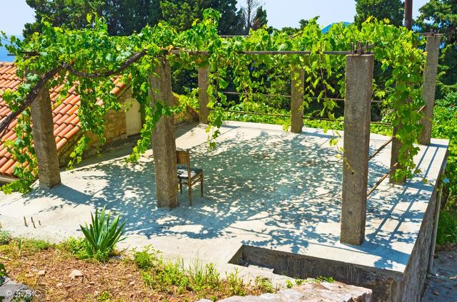 庭院中栽培葡萄，不会施肥葡萄照样长不好，怎样给庭院葡萄施肥？