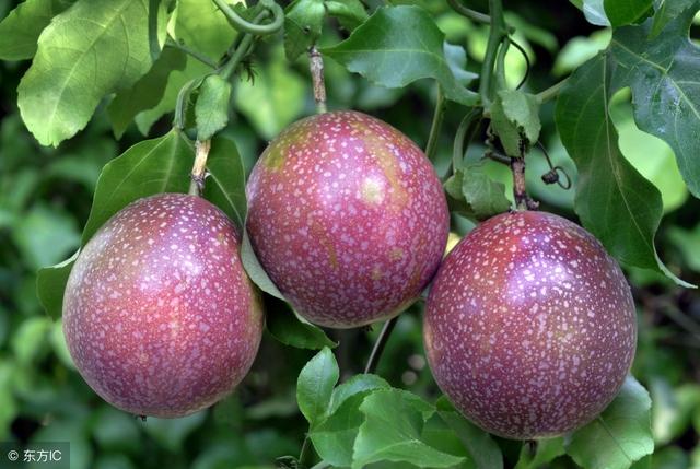 最适宜庭院栽植的果树，除了葡萄和猕猴桃，还有这种“果汁之王”
