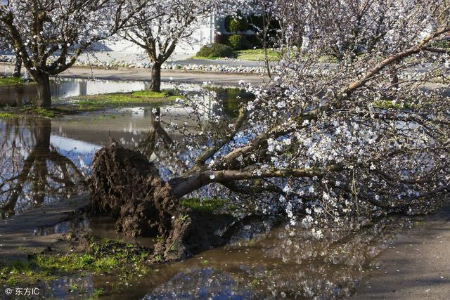 在有台风灾害的地方栽果树，怎样管理果园，才能将损失降到最低？