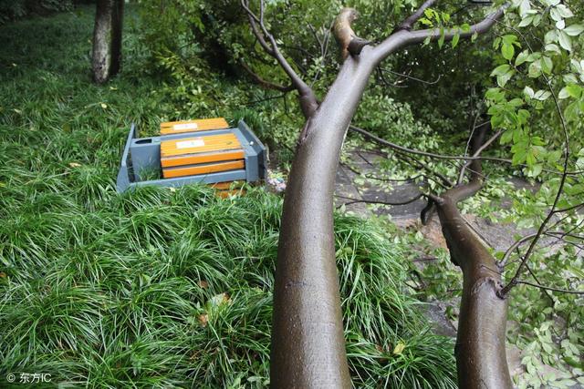 在有台风灾害的地方栽果树，怎样管理果园，才能将损失降到最低？