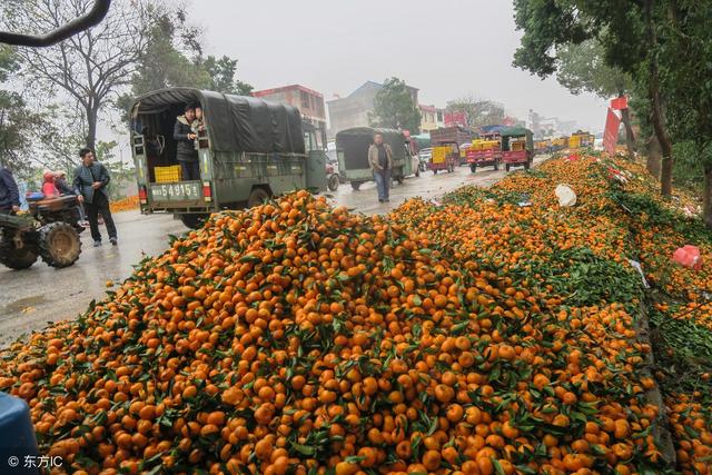 柑橘虽然卖得有些难，如果明年还想继续种柑橘，冬季还得管好果园