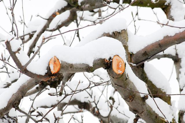 为什么冬季给果树修剪的时候，剪口必须要平整呢？不平整会怎么样