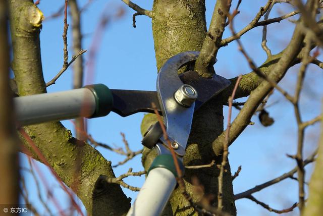 为什么冬季给果树修剪的时候，剪口必须要平整呢？不平整会怎么样
