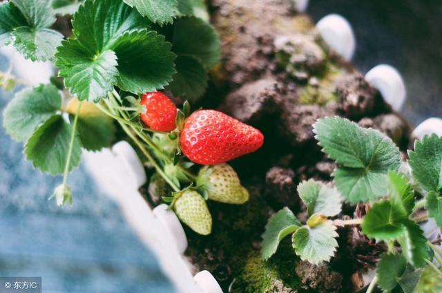 想栽草莓就先得了解草莓的需肥特点，要不真栽不好，栽也是闹着玩