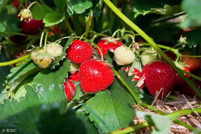 想栽草莓就先得了解草莓的需肥特点，要不真栽不好，栽也是闹着玩