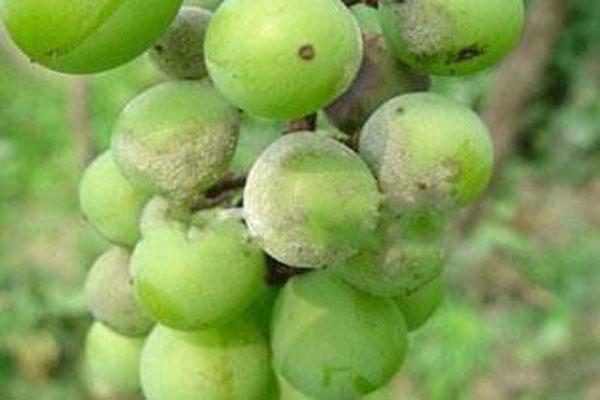 葡萄的果粒有白色小粒点，可能是得了这种病，这样来防治最有效