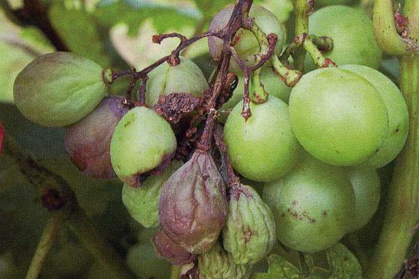 葡萄的果粒有白色小粒点，可能是得了这种病，这样来防治最有效