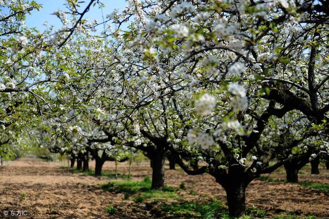 再过几天梨树就要开花了，在梨树花期需要怎样管理，果实才长得好