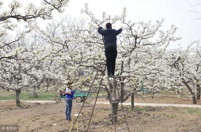 再过几天梨树就要开花了，在梨树花期需要怎样管理，果实才长得好
