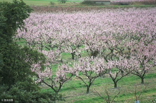 有的桃树花芽如果一直不绽放，还出现脱落现象，可能是发生僵芽了
